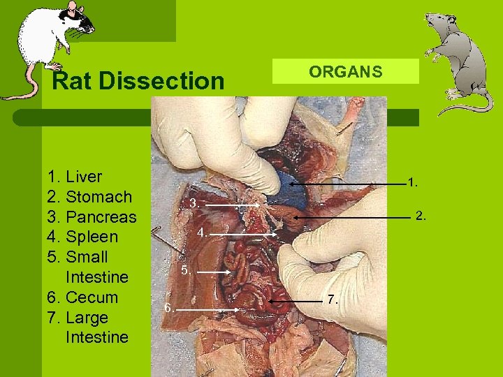Rat Dissection 1. Liver 2. Stomach 3. Pancreas 4. Spleen 5. Small Intestine 6.