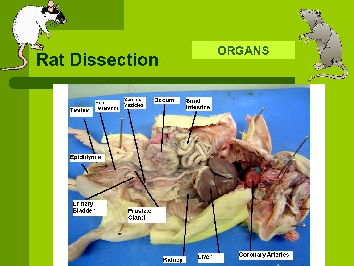 Rat Dissection ORGANS 