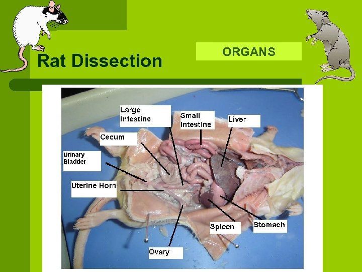 Rat Dissection ORGANS 