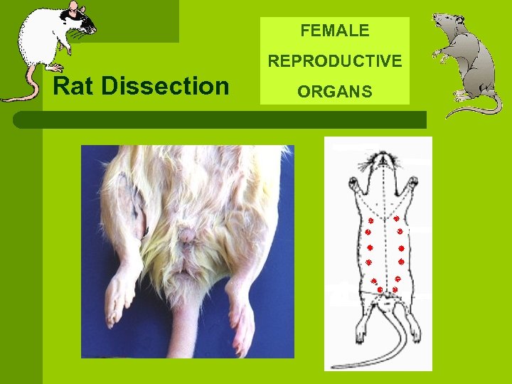 FEMALE REPRODUCTIVE Rat Dissection ORGANS 