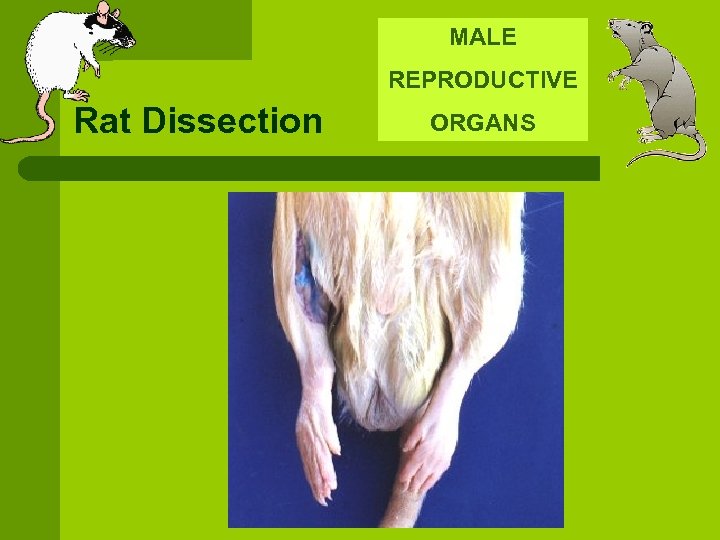 MALE REPRODUCTIVE Rat Dissection ORGANS 