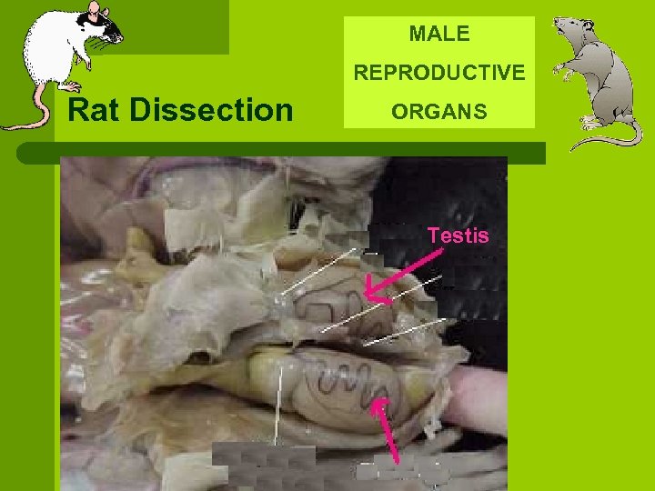 MALE REPRODUCTIVE Rat Dissection ORGANS Testis 