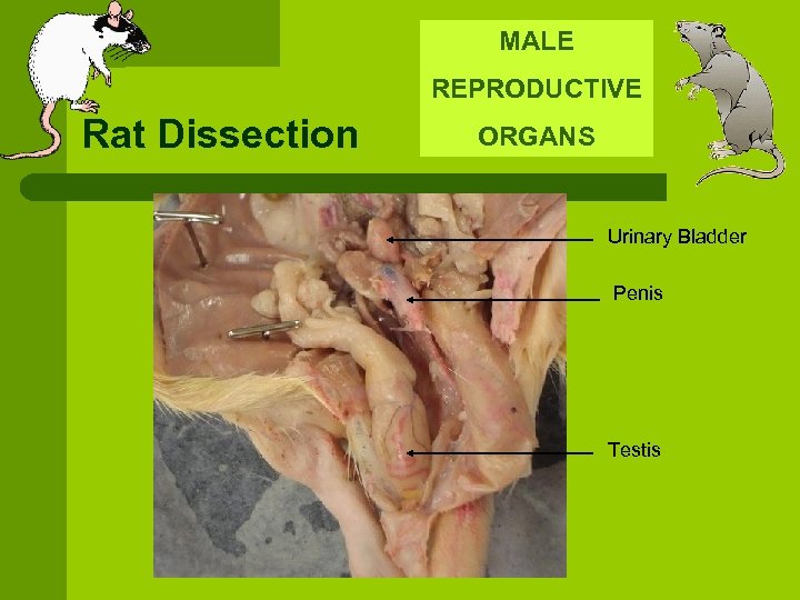 MALE REPRODUCTIVE Rat Dissection ORGANS Urinary Bladder Penis Testis 