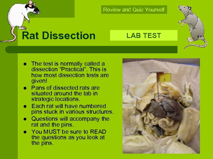 Review and Quiz Yourself Rat Dissection l l l The test is normally called