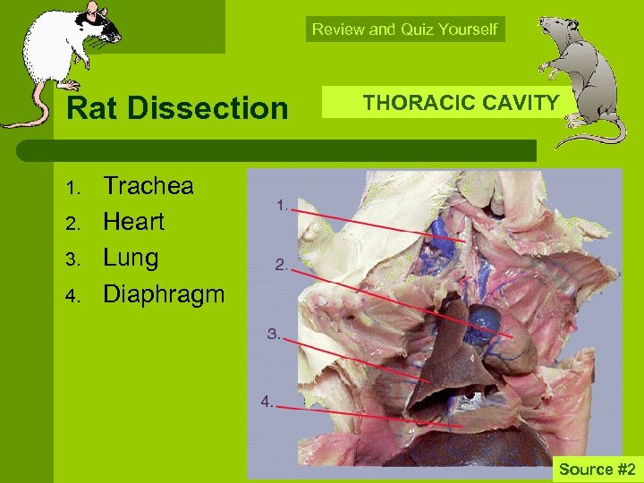Review and Quiz Yourself Rat Dissection 1. 2. 3. 4. THORACIC CAVITY Trachea Heart