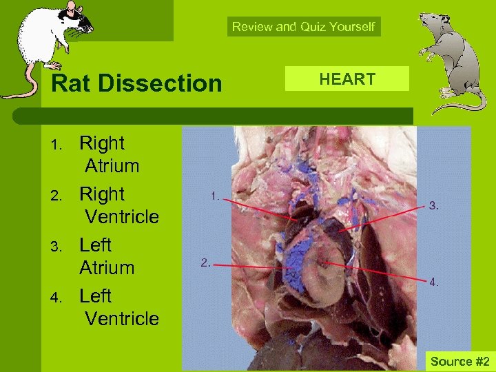 Review and Quiz Yourself Rat Dissection 1. 2. 3. 4. HEART Right Atrium Right