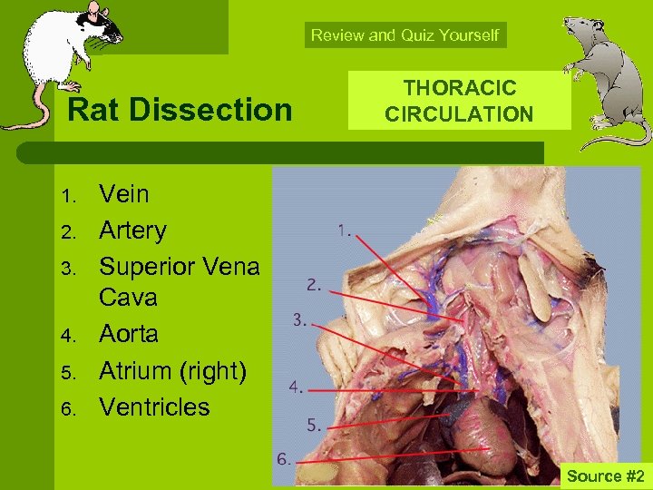 Review and Quiz Yourself Rat Dissection 1. 2. 3. 4. 5. 6. THORACIC CIRCULATION