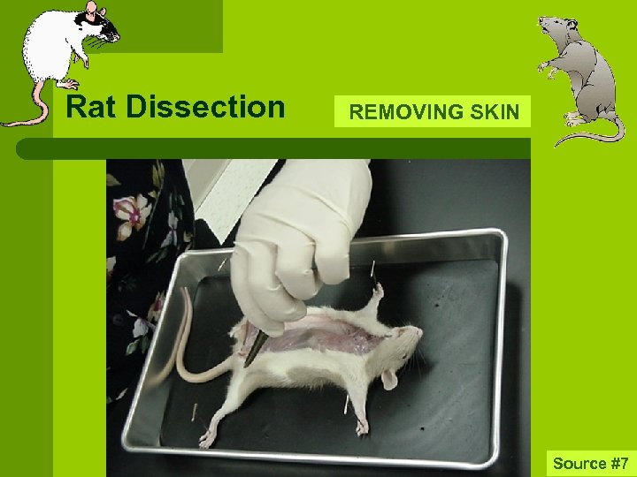 Rat Dissection REMOVING SKIN Source #7 