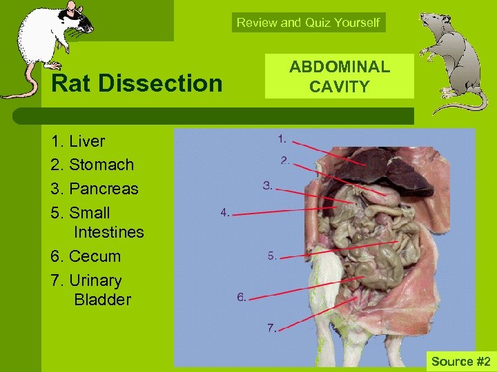 Review and Quiz Yourself Rat Dissection ABDOMINAL CAVITY 1. Liver 2. Stomach 3. Pancreas