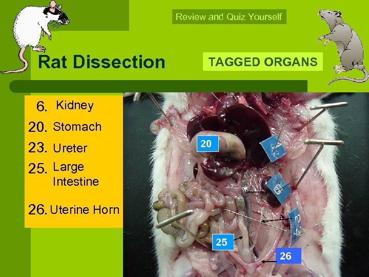 Review and Quiz Yourself Rat Dissection 6. Kidney 20. Stomach 23. Ureter 25. Large