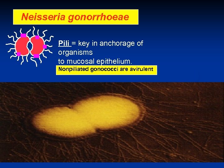 Neisseria gonorrhoeae Pili = key in anchorage of organisms to mucosal epithelium. Nonpiliated gonococci