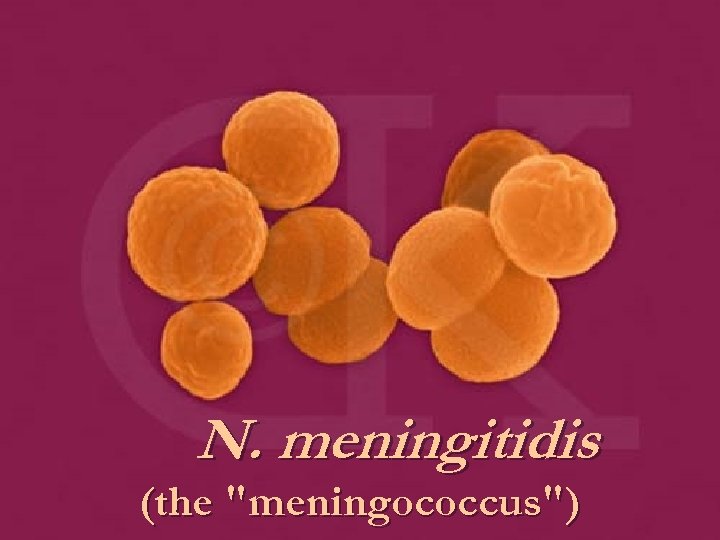 N. meningitidis (the "meningococcus") 