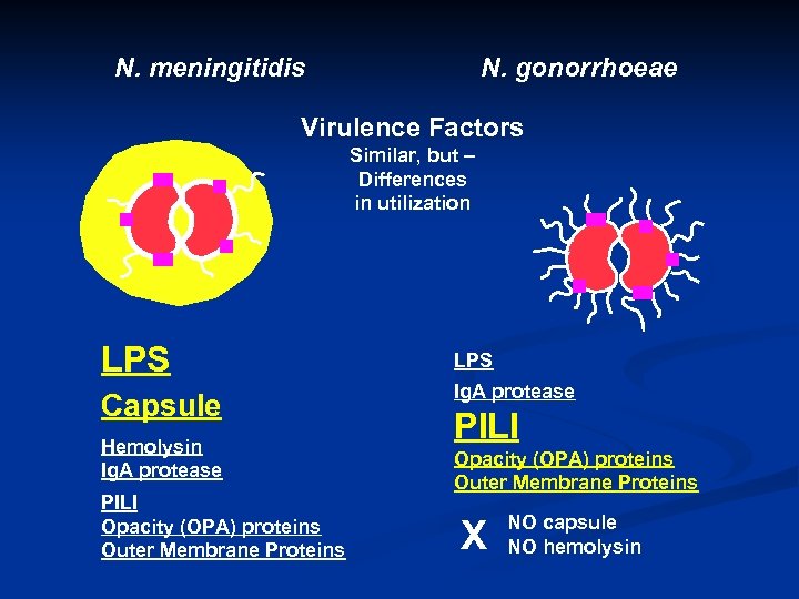 N. meningitidis N. gonorrhoeae Virulence Factors Similar, but – Differences in utilization LPS Capsule