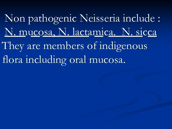 Non pathogenic Neisseria include : N. mucosa, N. lactamica. N. sicca They are members