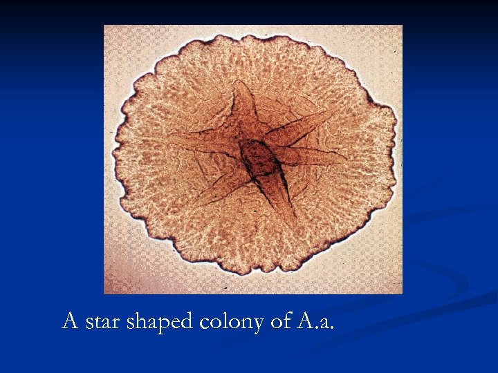 A star shaped colony of A. a. 