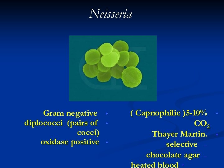 Neisseria Gram negative • diplococci (pairs of • cocci) oxidase positive • ( Capnophilic