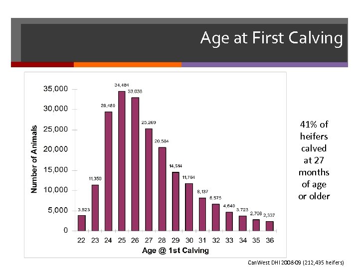 Age at First Calving 63% of 41% of heifers calved at 27 months of