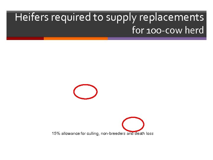 Heifers required to supply replacements for 100 -cow herd 15% allowance for culling, non-breeders