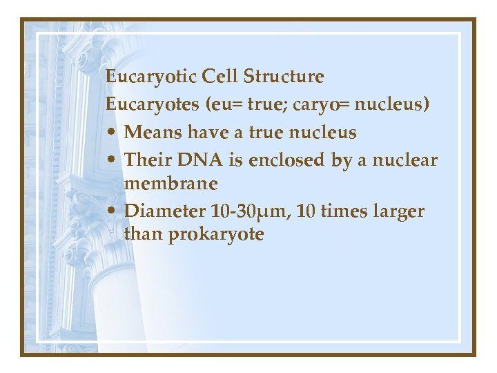 Eucaryotic Cell Structure Eucaryotes (eu= true; caryo= nucleus) • Means have a true nucleus