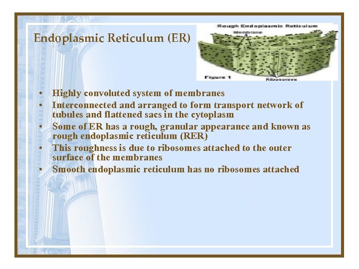 Endoplasmic Reticulum (ER) • Highly convoluted system of membranes • Interconnected and arranged to