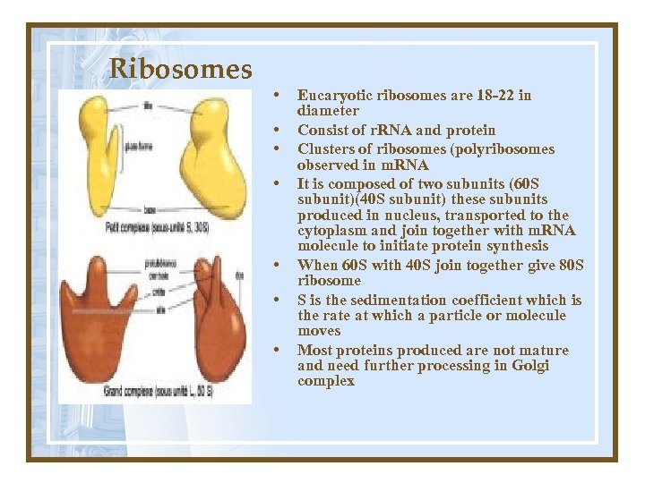 Ribosomes • • Eucaryotic ribosomes are 18 -22 in diameter Consist of r. RNA