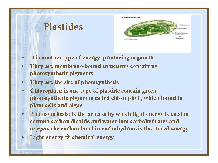 Plastides • It is another type of energy–producing organelle • They are membrane-bound structures