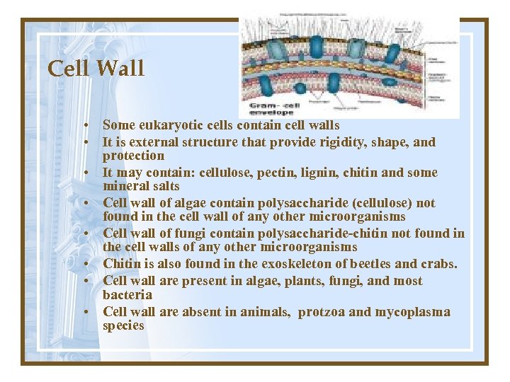 Cell Wall • Some eukaryotic cells contain cell walls • It is external structure