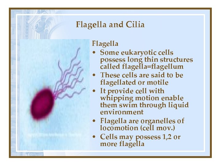 Flagella and Cilia Flagella • Some eukaryotic cells possess long thin structures called flagella=flagellum
