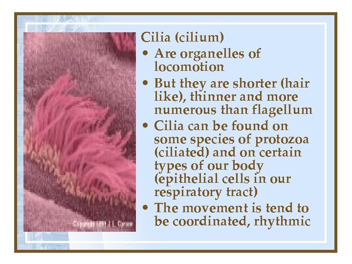 Cilia (cilium) • Are organelles of locomotion • But they are shorter (hair like),