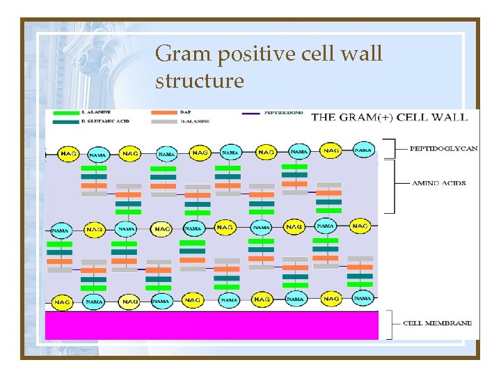 Gram positive cell wall structure 