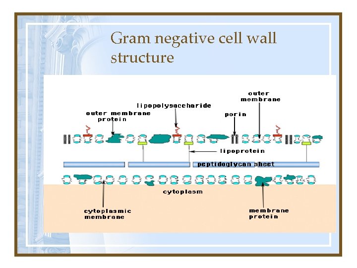 Gram negative cell wall structure 