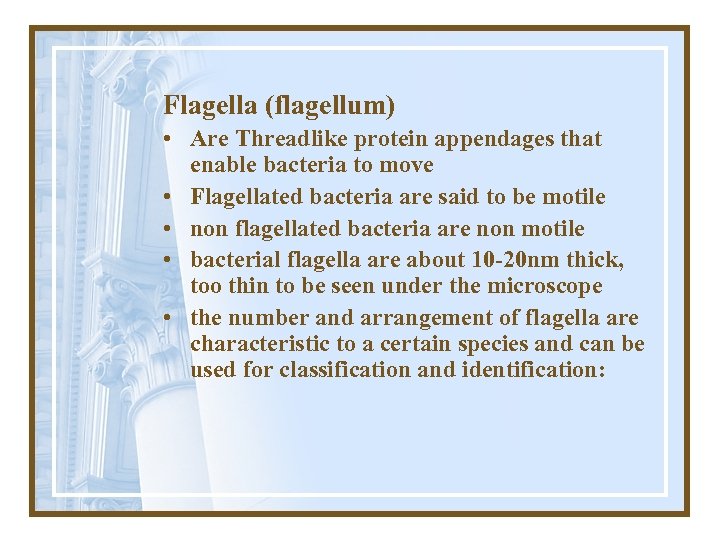 Flagella (flagellum) • Are Threadlike protein appendages that enable bacteria to move • Flagellated
