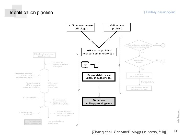 Identification pipeline { Unitary pseudogene ~16 k human-mouse orthologs ~23 k mouse proteins ~6