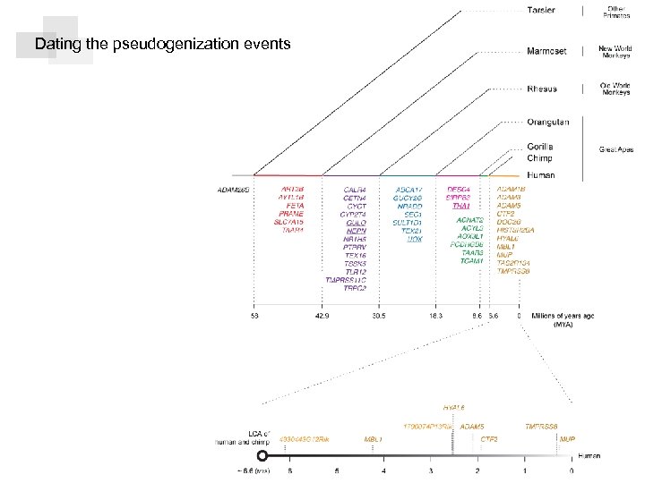 { Unitary pseudogene zdz © mmix Dating the pseudogenization events 14 
