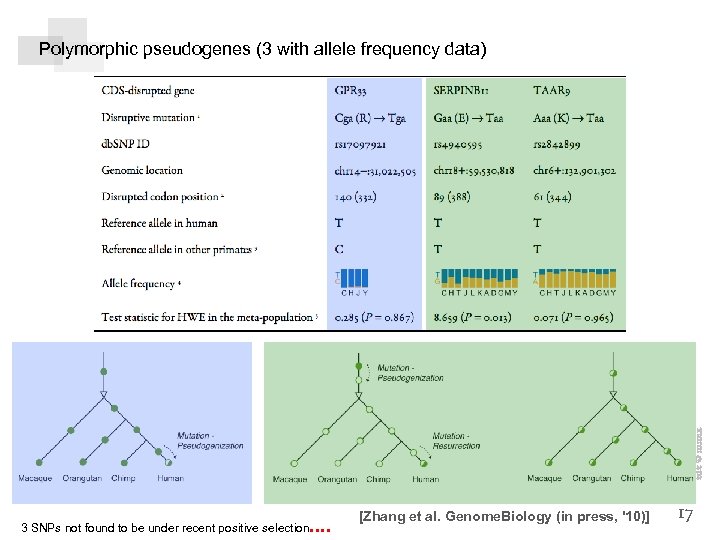 zdz © mmix Polymorphic pseudogenes (3 with allele frequency data) . . 3 SNPs
