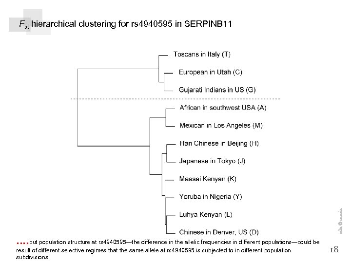 . . but population structure at rs 4940595—the difference in the allelic frequencies in