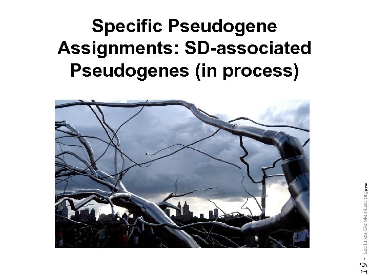 Do not reproduce without permission 19 - Lectures. Gerstein. Lab. org (c) '09 Specific