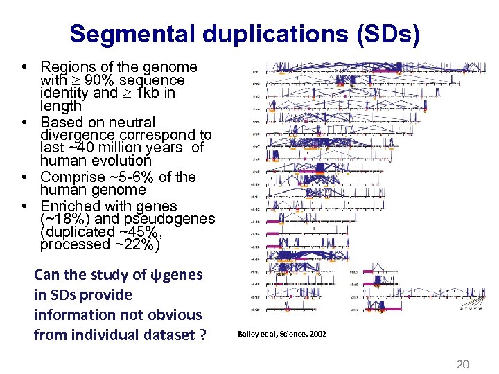 Segmental duplications (SDs) • Regions of the genome with 90% sequence identity and 1