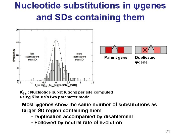Nucleotide substitutions in ψgenes and SDs containing them Parent gene Duplicated ψgene K 2