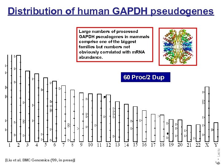 Distribution of human GAPDH pseudogenes Large numbers of processed GAPDH pseudogenes in mammals comprise