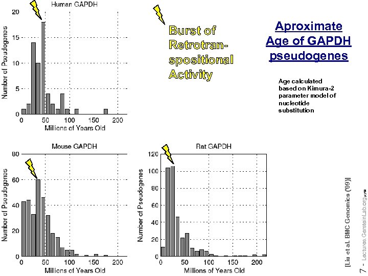 Aproximate Age of GAPDH pseudogenes 7 - Lectures. Gerstein. Lab. org Do not reproduce