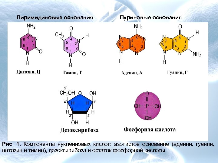 Гуанин и цитозин водородные связи