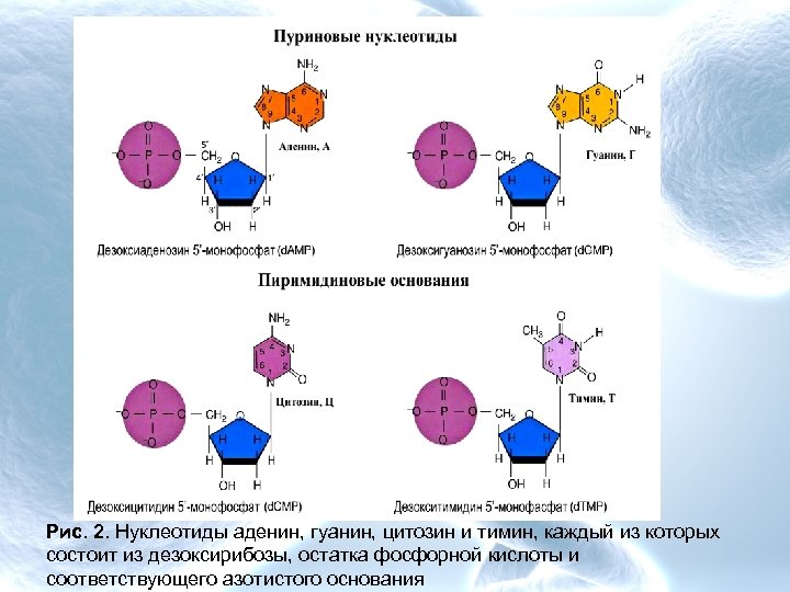 Нуклеотид состоит из остатка фосфорной кислоты