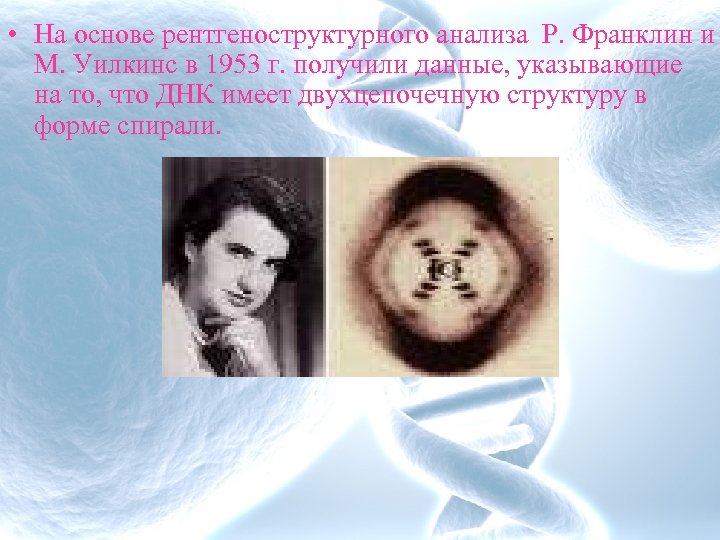  • На основе рентгеноструктурного анализа Р. Франклин и М. Уилкинс в 1953 г.