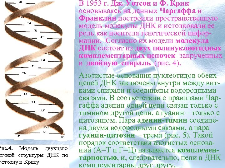  • В 1953 г. Дж. Уотсон и Ф. Крик основываясь на данных Чаргаффа