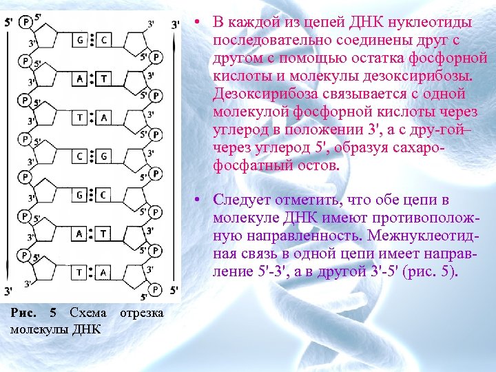 Фосфорный остаток днк