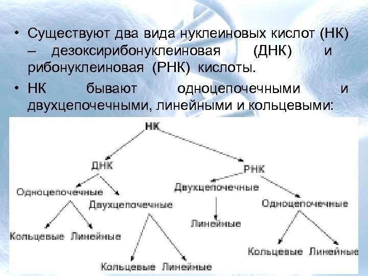  • Существуют два вида нуклеиновых кислот (НК) – дезоксирибонуклеиновая (ДНК) и рибонуклеиновая (РНК)