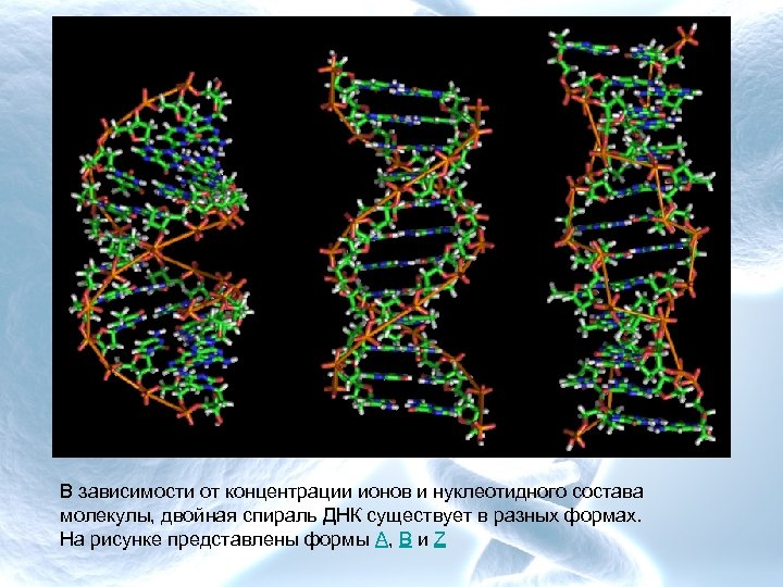 В зависимости от концентрации ионов и нуклеотидного состава молекулы, двойная спираль ДНК существует в