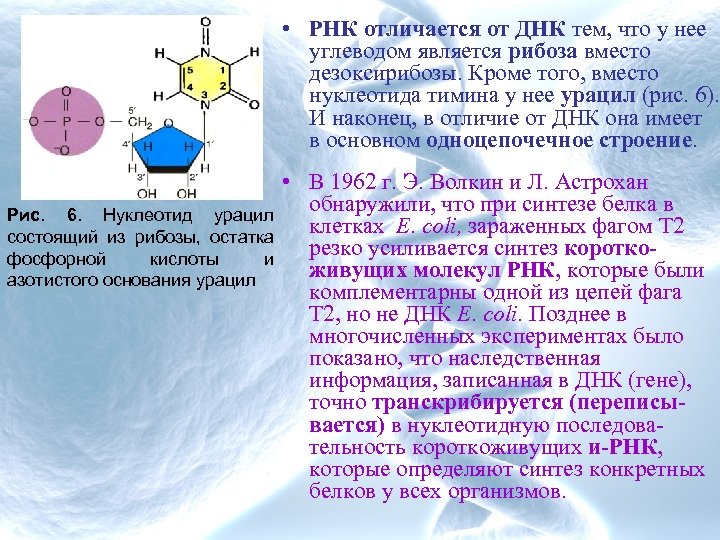  • РНК отличается от ДНК тем, что у нее углеводом является рибоза вместо