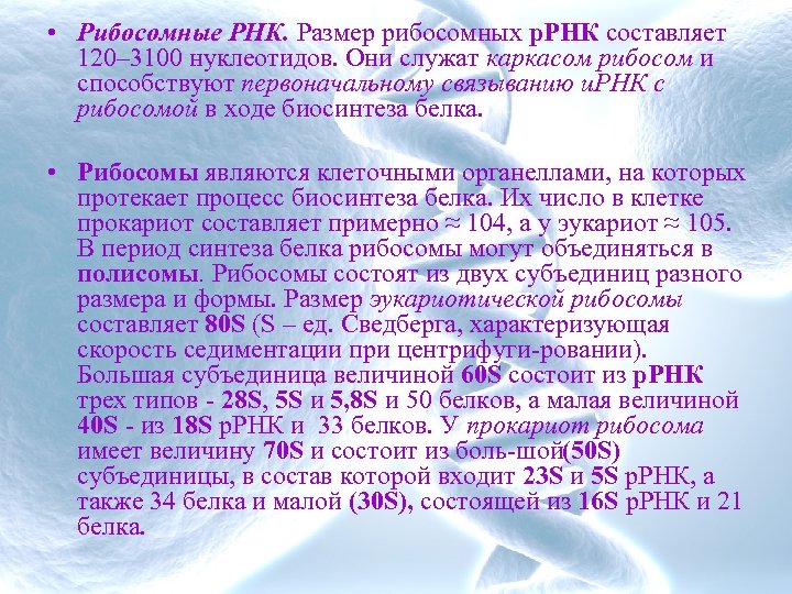  • Рибосомные РНК. Размер рибосомных р. РНК составляет 120– 3100 нуклеотидов. Они служат